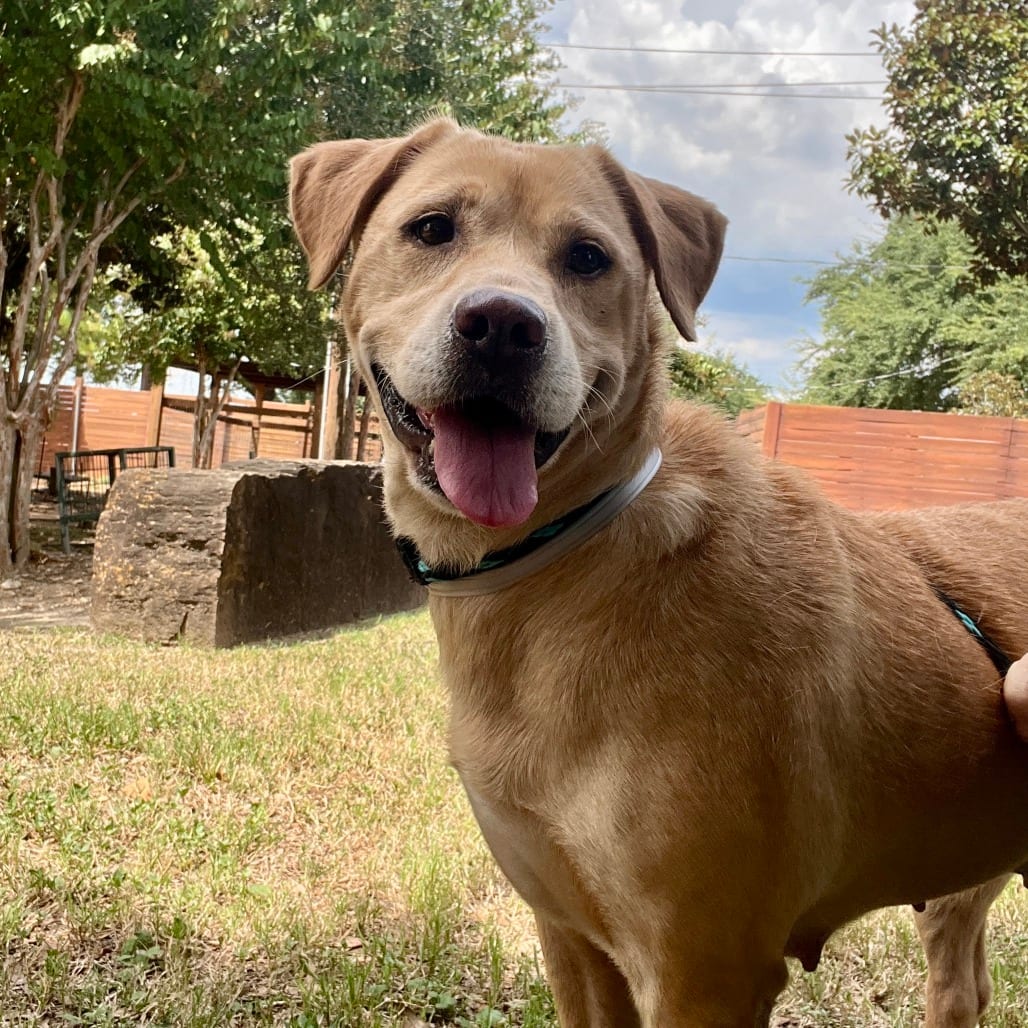 Photo of Kashi, adoptable senior Mixed Breed (Medium) / None in Houston, Texas