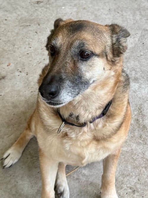 Maddie, adoptable senior German Shepherd Dog in New Hill, NC