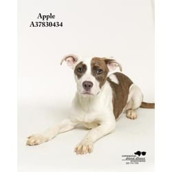 Photo of Jose, adoptable senior American Pit Bull Terrier in Baton Rouge, Louisiana