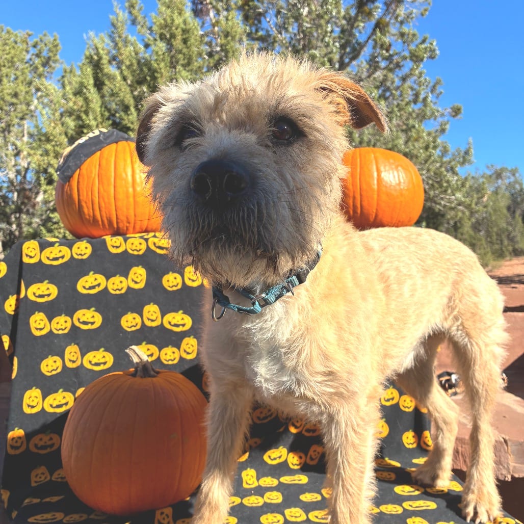 Photo of Ron Swanson, adoptable senior Terrier / Mix in Kanab, Utah