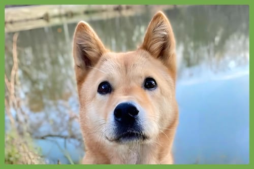 Photo of Moxie, adoptable senior Jindo (Korean) in Amherst, Massachusetts