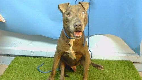 Photo of Sir, adoptable senior Pit Bull Terrier in Gardena, California