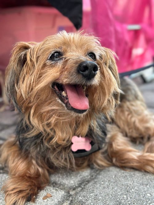 Photo of Tucker, adoptable senior Yorkshire Terrier Yorkie in west Palm Beach, Florida