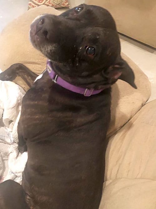 Dottie, adoptable senior Staffordshire Bull Terrier in St. Peters, MO