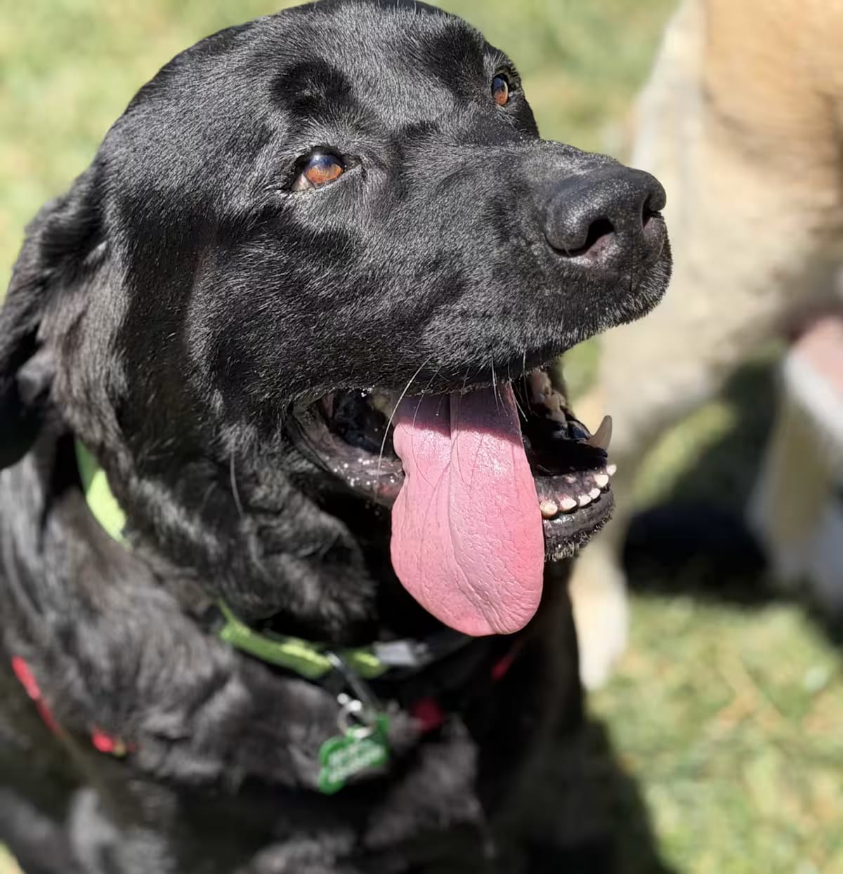 Photo of Lobo, adoptable senior Labrador Retriever in Petaluma, California