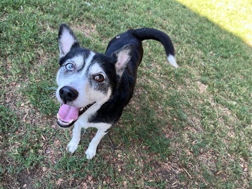 Photo of Bella, adoptable senior Border Collie in Plano, Texas