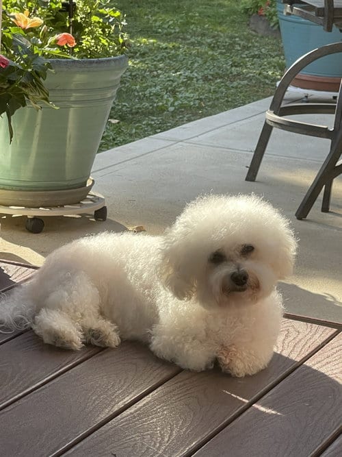 Rose in Pittsburgh, adoptable senior Bichon Frise in Erie, MI