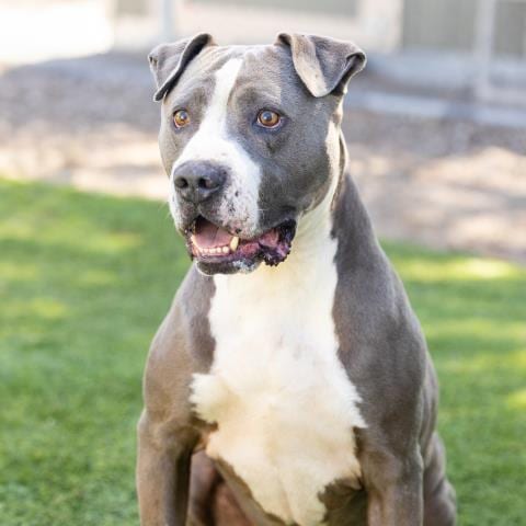 Photo of Cash, adoptable senior Pit Bull Terrier in Camarillo, California