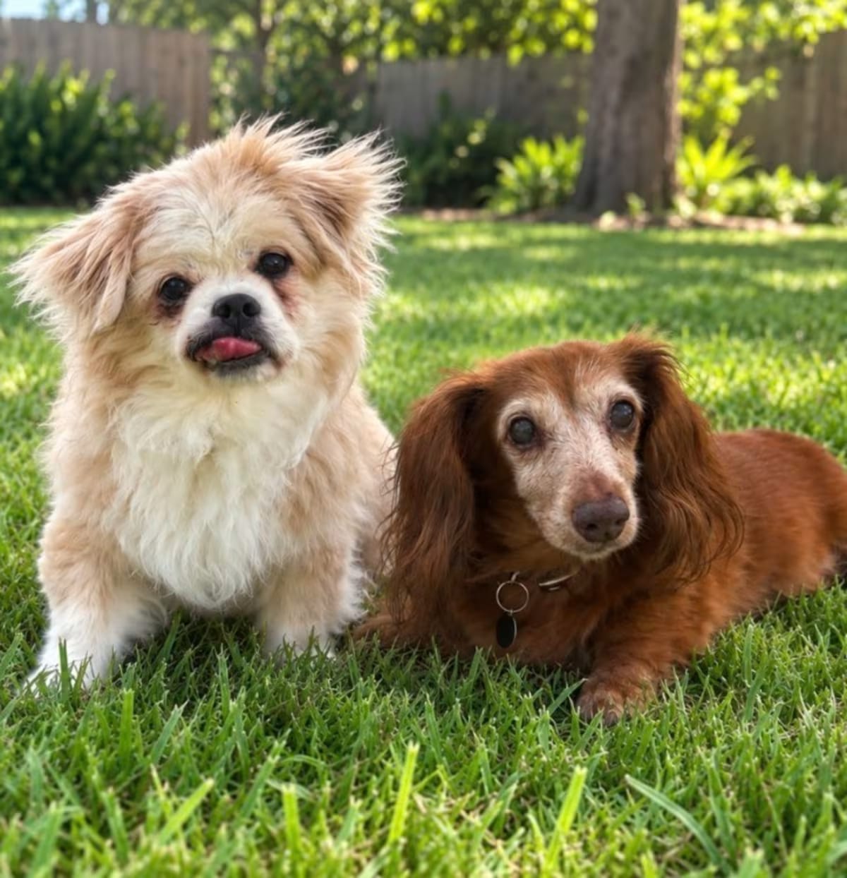 Photo of Missy, adoptable senior Dachshund in Sebastian, Florida