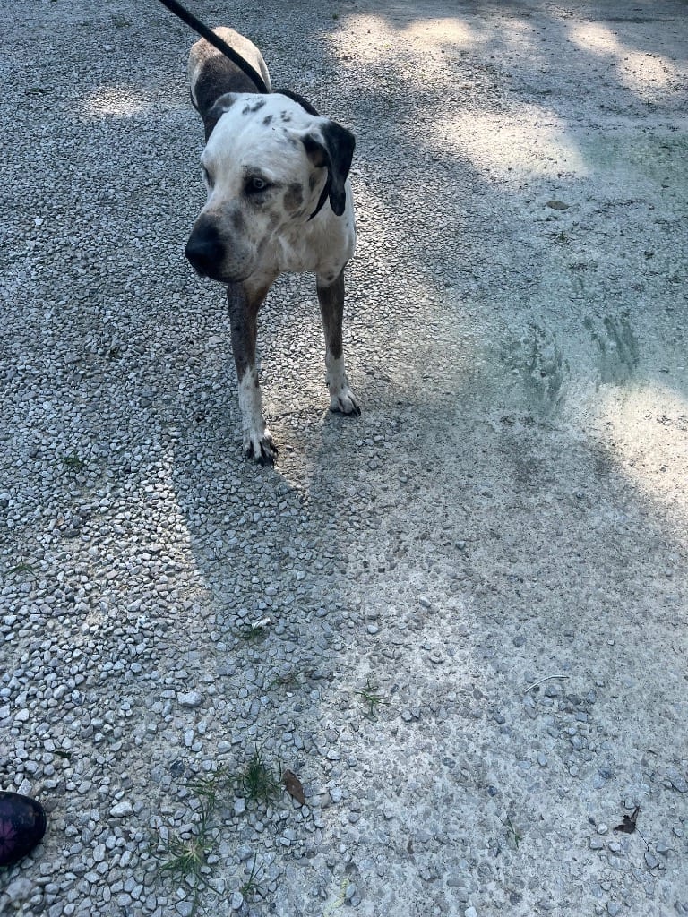 Photo of Silas (Si), adoptable senior Mixed Breed in Brazil, Indiana