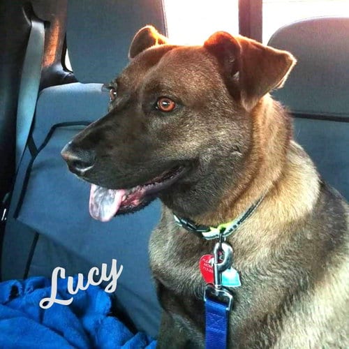 Photo of Lucy #great-with-children, adoptable senior Dutch Shepherd in HOUSTON, Texas