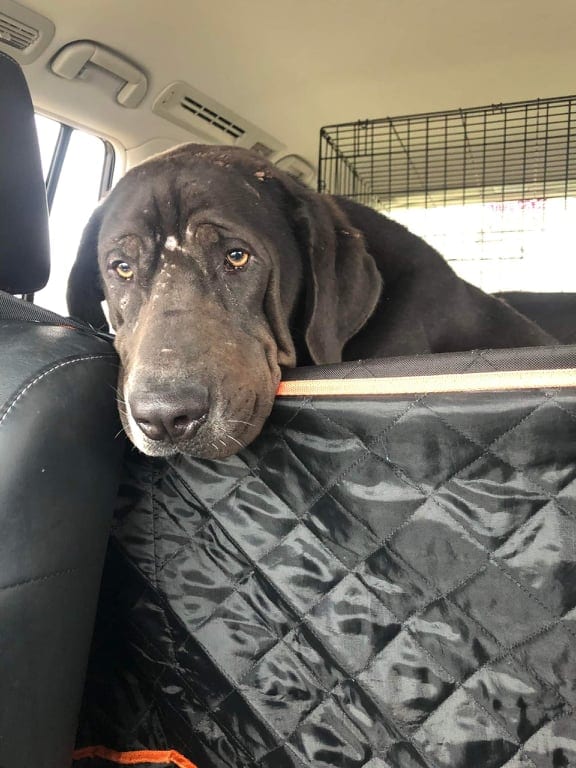 Photo of Ocean, adoptable senior Chinese Shar Pei / Labrador Retriever in Kempner, Texas