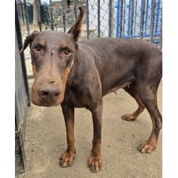 Photo of Ruby, adoptable senior Doberman Pinscher in Jurupa Valley, California