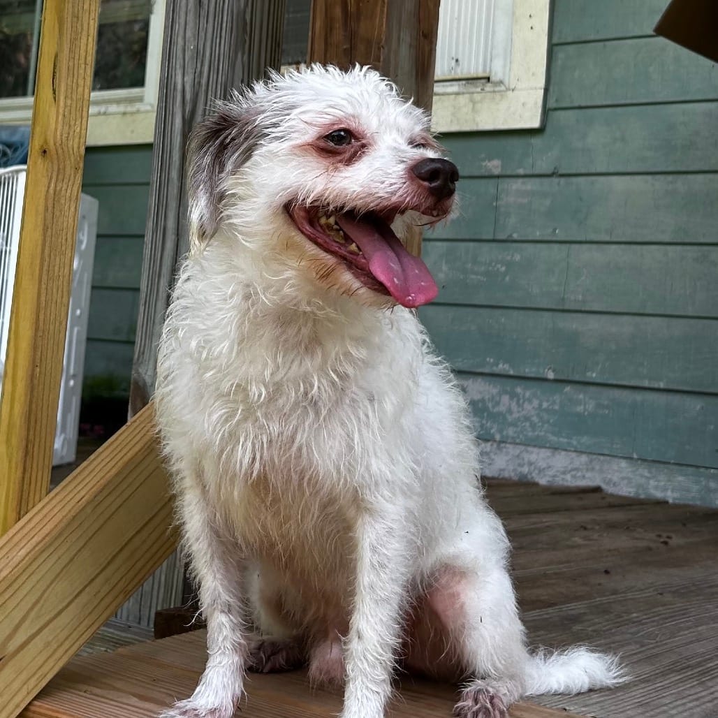 Photo of Milo, adoptable senior Terrier, Parson Jack Russell in Santa Fe, Texas