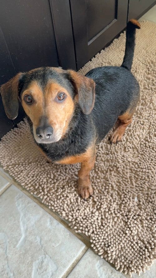 Photo of Harley, adoptable senior Unknown breed in Shelburne, Vermont