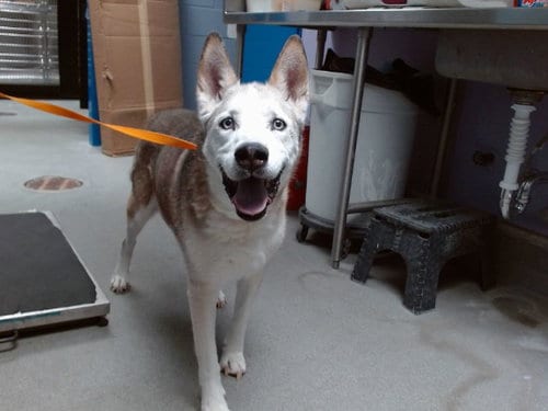 Photo of Sasha, adoptable senior Siberian Husky in Albuquerque, New Mexico