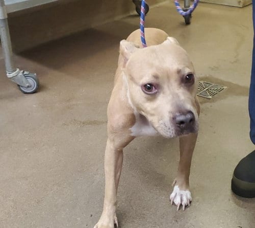 Photo of Coco, adoptable senior American Pit Bull Terrier in Aurora, Illinois