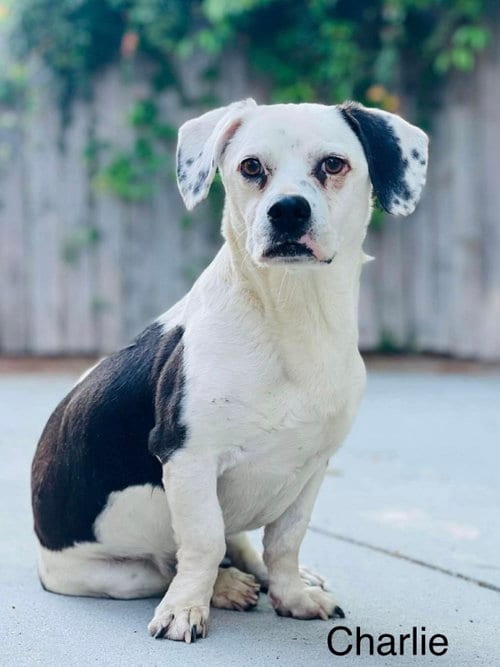 Photo of Charlie, adoptable senior Basset Hound in East Derry, New Hampshire