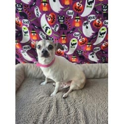 Photo of Angel, adoptable senior Chihuahua in Chatsworth, California
