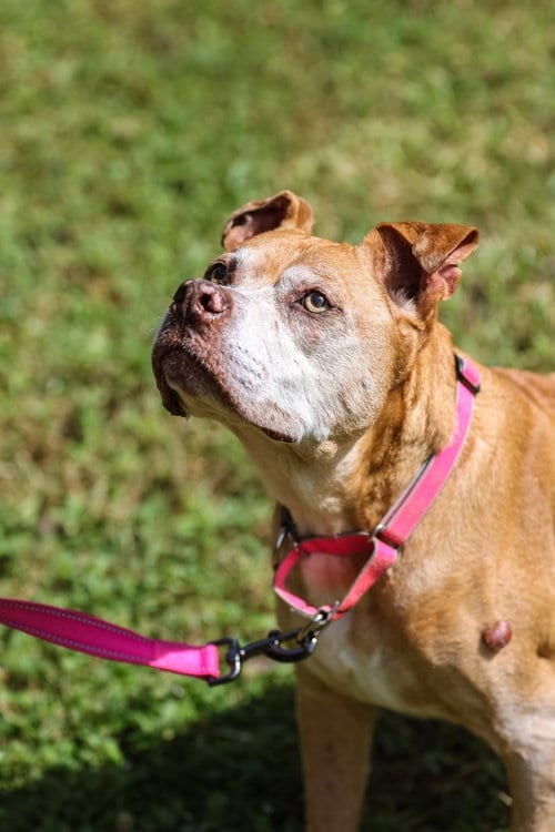 Photo of Maggie May, adoptable senior Unknown breed (short coat) in Gainesville, Florida