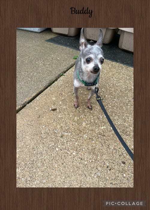 Photo of Buddy, adoptable senior Chihuahua in Kewanee, Illinois