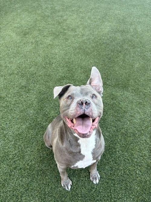 Photo of Stitch #3, adoptable senior American Bulldog in Chandler, Arizona