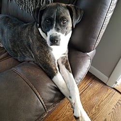 Photo of Nash, adoptable senior Australian Shepherd Boxer in Wolcott, Connecticut