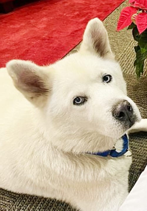 Photo of Koda, adoptable senior Akita in Romoland, California