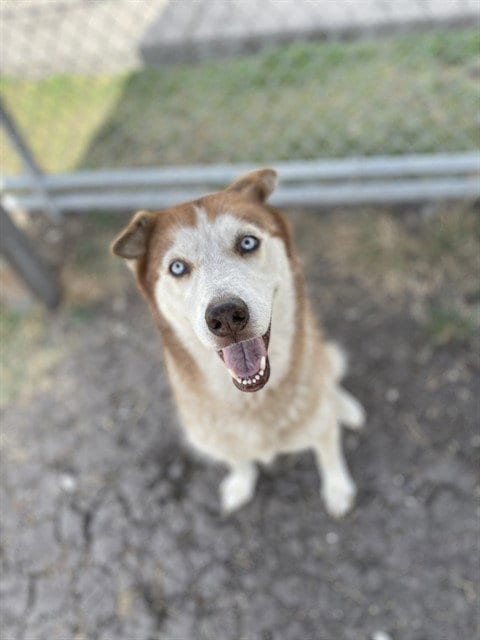 Photo of Lady Anne, adoptable senior Husky in Corpus Christi, Texas