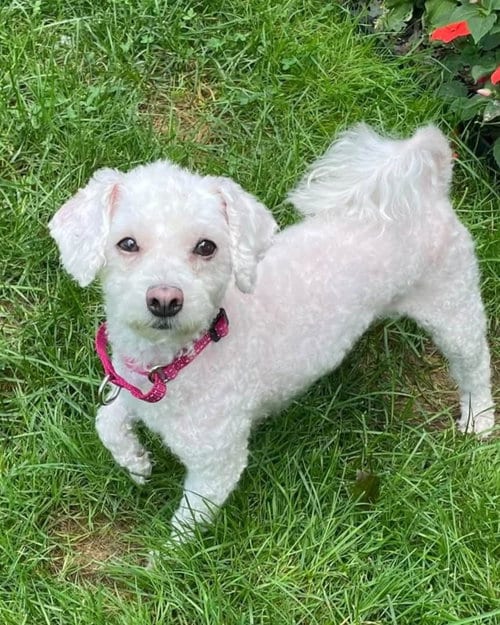 Photo of Sugar, adoptable senior Poodle (Miniature) in Rochester, New York