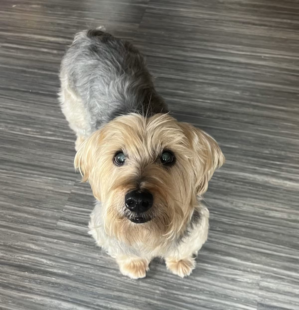 Photo of Riley, adoptable senior Yorkie, Yorkshire Terrier in Wilmington, Delaware