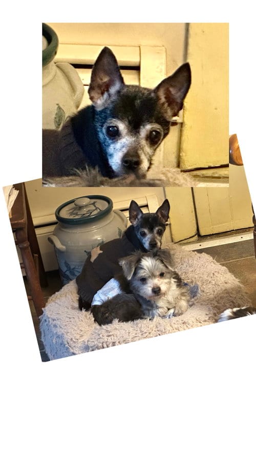 Photo of Libby, adoptable senior Chihuahua in Berwick, Pennsylvania
