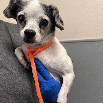 Photo of Breadstick, adoptable senior Chihuahua in Las Vegas, Nevada