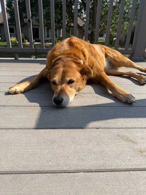 Photo of Averi, adoptable senior Shepherd in Fort Collins, Colorado