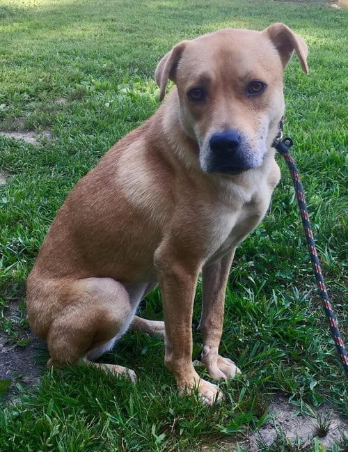 Photo of Missy (GA), adoptable senior Shepherd in New York, New York