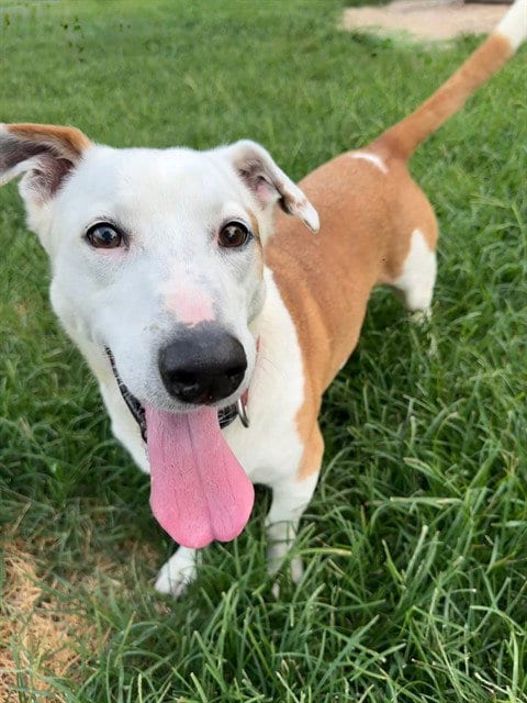 Photo of Roddy, adoptable senior Pembroke Welsh Corgi in Conroe, Texas