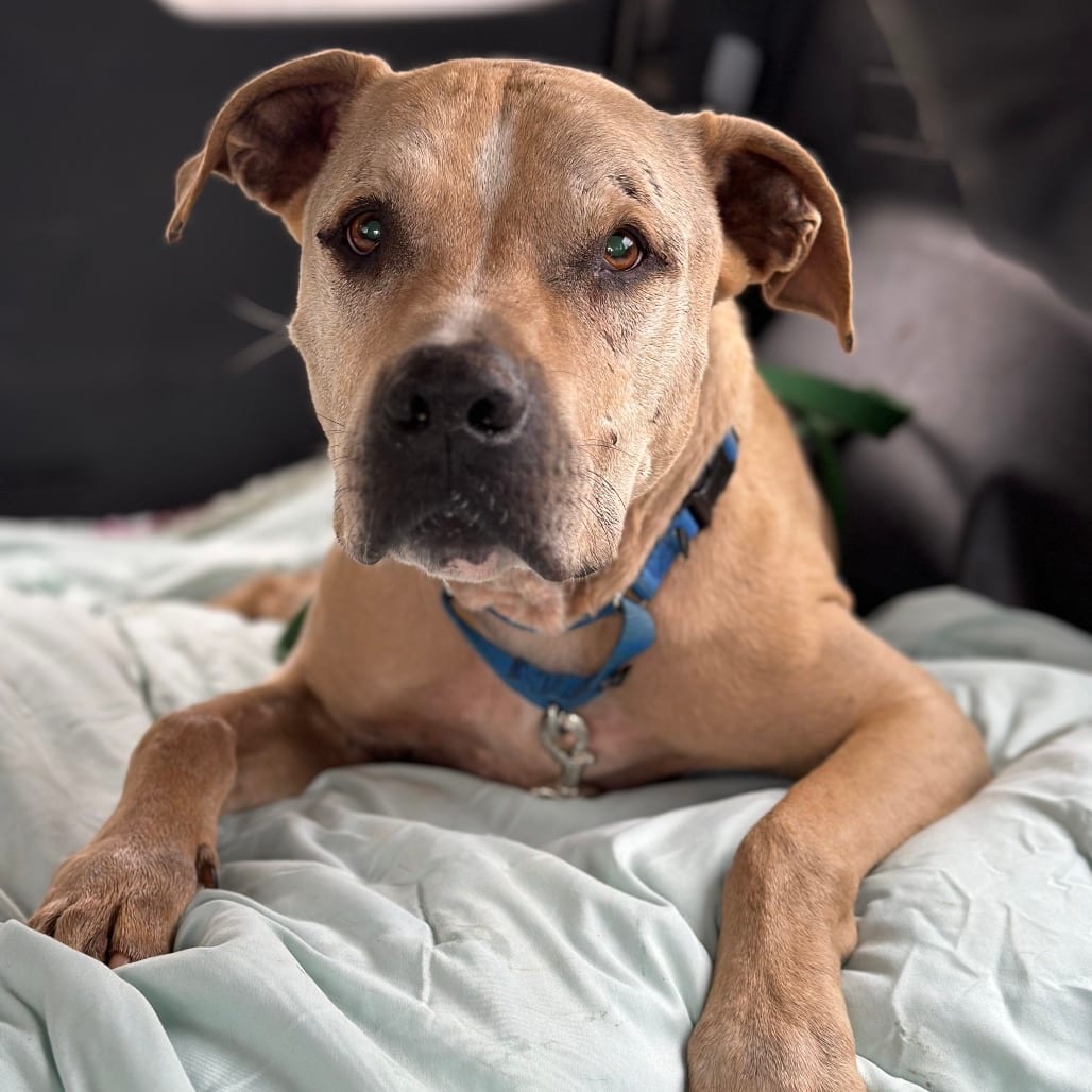 Photo of Charizard, adoptable senior Retriever, Labrador / Terrier, American Staffordshire in Kanab, Utah