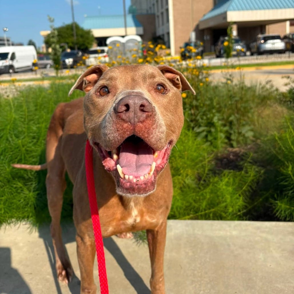 Photo of Crispus, adoptable senior Mixed Breed (Large) in St. Louis, Missouri