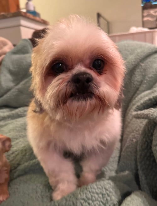 Photo of Romeo (in foster), adoptable senior Shih Tzu in Pottstown, Pennsylvania