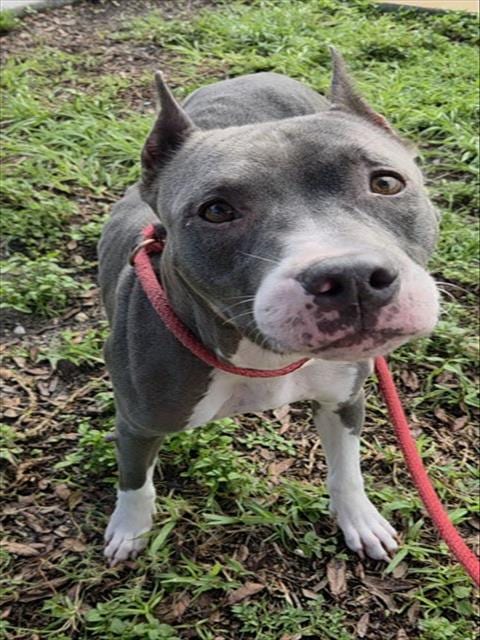 Photo of Constance, adoptable senior American Staffordshire Terrier in Fort Lauderdale, Florida