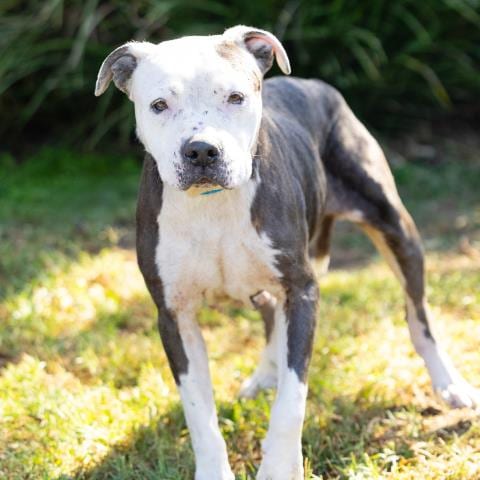 Photo of Tara, adoptable senior Pit Bull Terrier in Camarillo, California