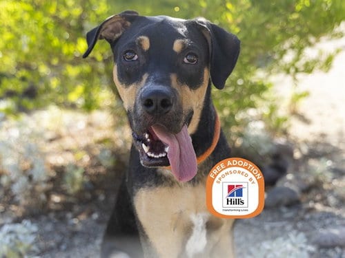 Photo of Shadow, adoptable senior Rottweiler in Phoenix, Arizona