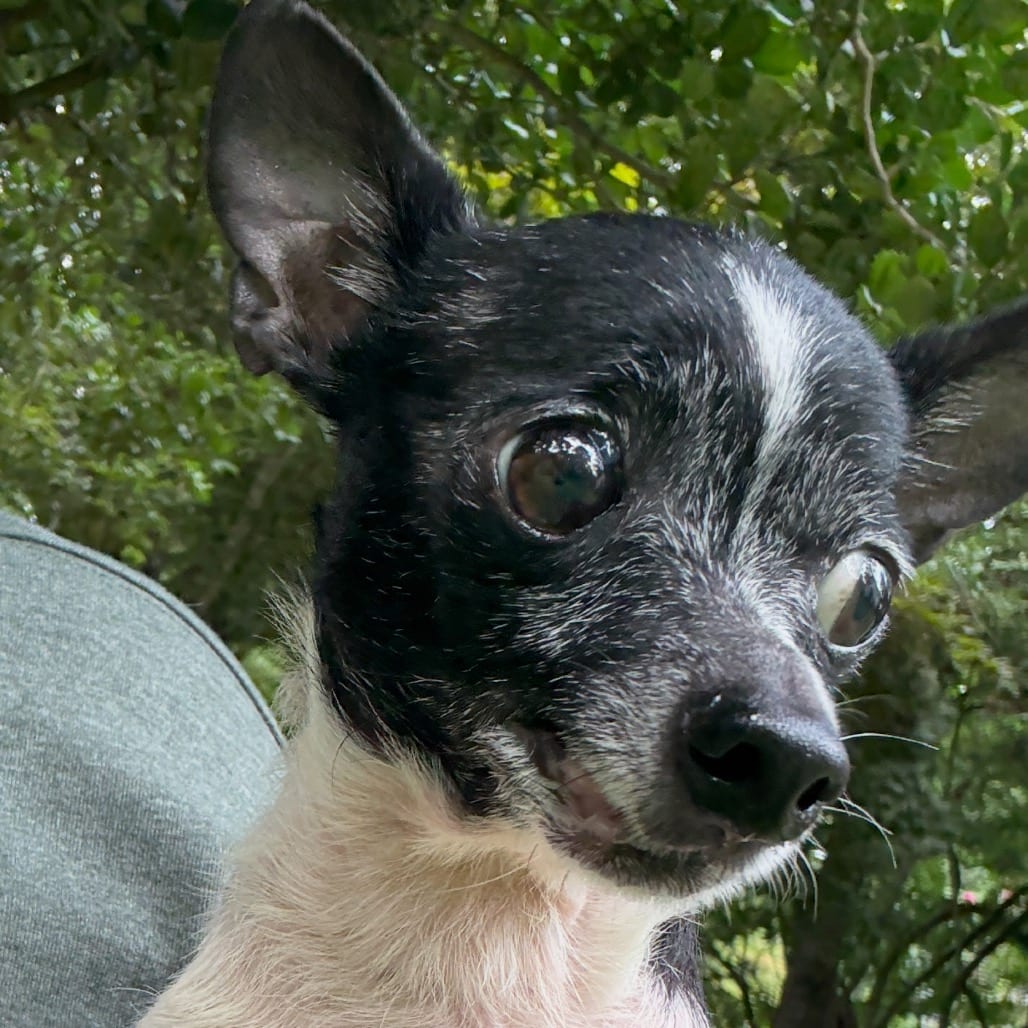 Photo of Sissy, adoptable senior Chihuahua in Maryland, Maryland