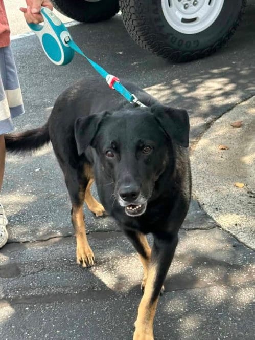 Photo of Chase, adoptable senior Black Labrador Retriever in Lake Wylie, South Carolina