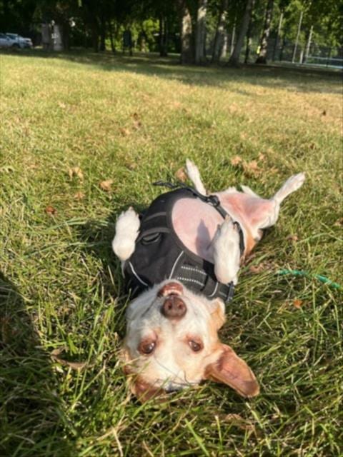 Photo of Speedy, adoptable senior Chihuahua in Houston, Texas