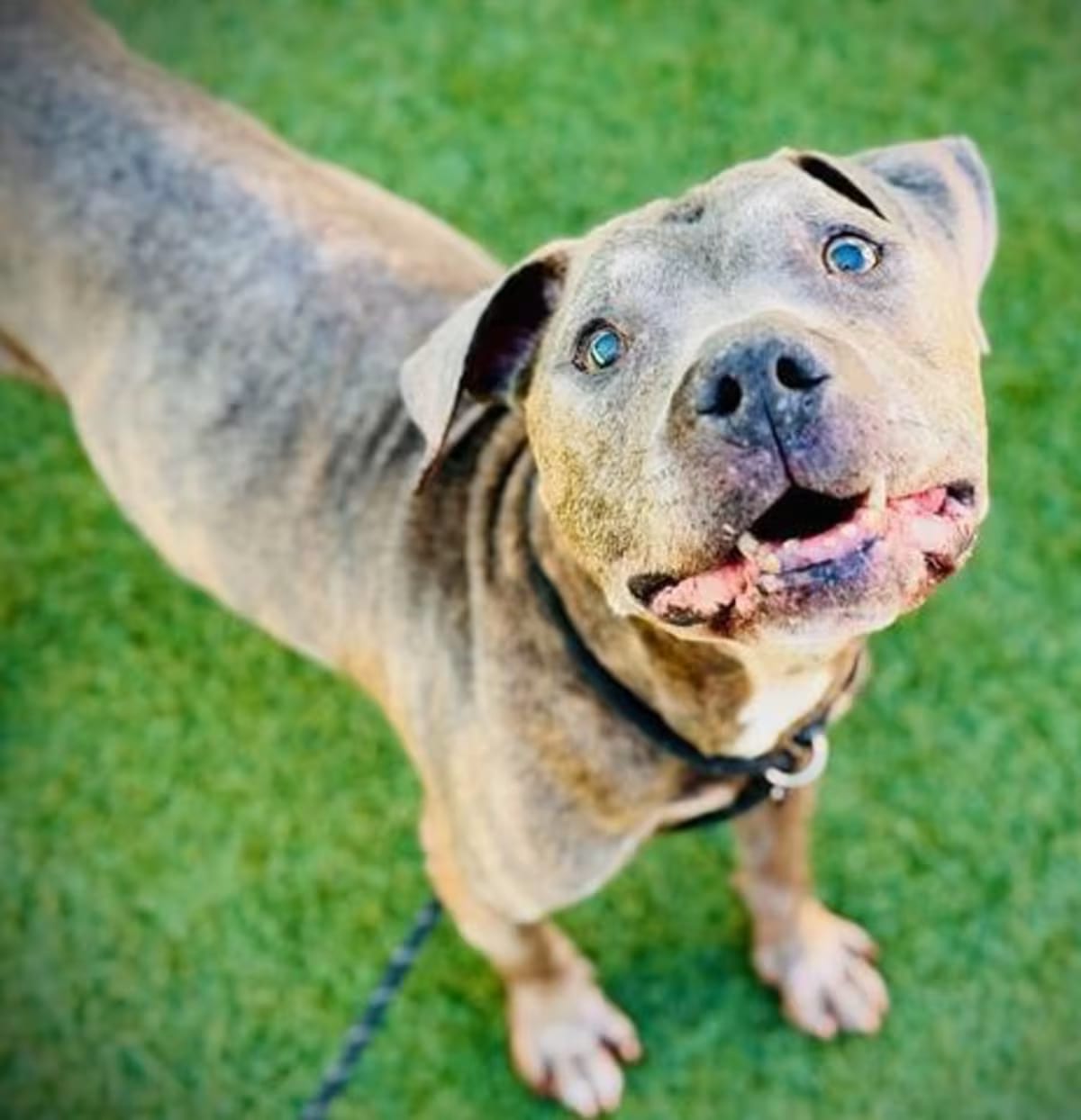 Photo of Django, adoptable senior Mixed Breed (Medium) in Melbourne Beach, Florida