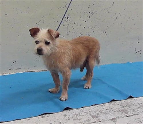 Photo of Hopper, adoptable senior Yorkshire Terrier Yorkie in Houston, Texas