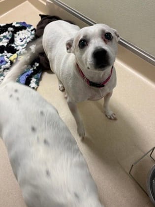 Photo of Rose, adoptable senior Terrier, Jack Russell/Mix in Raeford, North Carolina