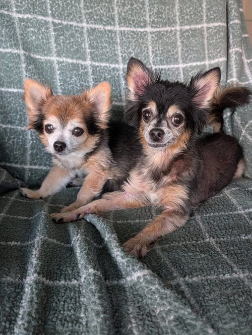 Photo of Scruffy & Zeus- bonded pair, adoptable senior Chihuahua in Oakhurst, New Jersey