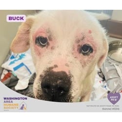 Photo of Buck, adoptable senior Husky in Eighty Four, Pennsylvania